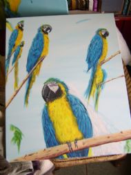 Macaws